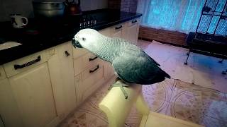 Как попугай Жако Петруня научился говорить КУКАРЕКУ)/parrot Jacko learned to speak like a rooster)