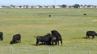 BULL MATING COW