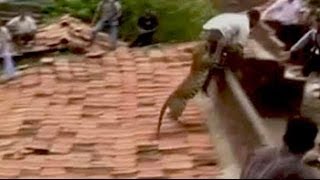 Leopard attack caught on camera