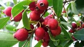 EYBY - The Hardy and Delicious Strawberry Guava Tree