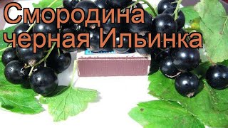 Смородина черная Ильинка (ribes nigrum) ? Ильинка обзор: как сажать, саженцы смородины Ильинка