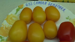 ТОМАТ "СЛИВКА БЕНДРИКА". №692. ДЕГУСТАЦИЯ. 