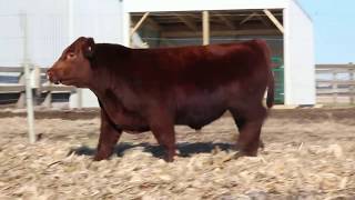 LOT 13:  Leveldale Rifleman 951G - Leveldale Farms 2020 Private Treaty Bid Off