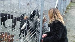 Limerick Animal Welfare