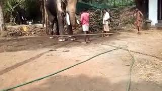 Ekachathrathipathy Thechikottukavu Ramachandran Getting ready for new season 2018