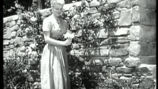 Lassie 2 - Der Angsthase