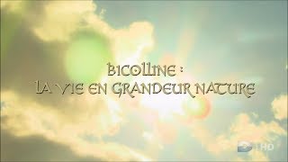 Bicolline: La vie en grandeur nature