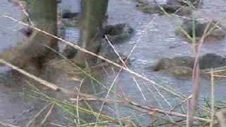 saltmarsh mud channel