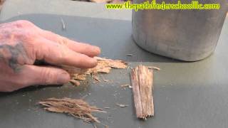 Useful and Medicinal Trees of the Eastern Woodlands 5