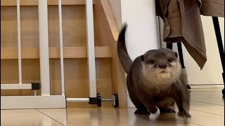 赤ちゃん対策のフェンスを強化した結果、カワウソと猫が… After reinforcing the anti-baby fence, an otter and a cat...