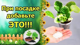 СЕКРЕТНЫЙ ИНГРЕДИЕНТ ПРИ ПОСАДКЕ ЛИСТА ФИАЛКИ В ГРУНТ! 100 ПРОЦЕНТНАЯ ПРИЖИВАЕМОСТЬ НА ГИДРОГЕЛЕ!