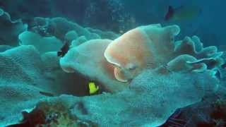 Diving in Amed, Bali. Summer 2014