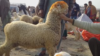 Muhammad pur mandi ma ache mundray ae hn 03419019601