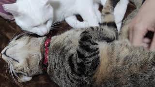うちの猫さんヘブン状態