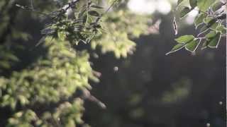 Michael Logozar - The Sun Will Shine