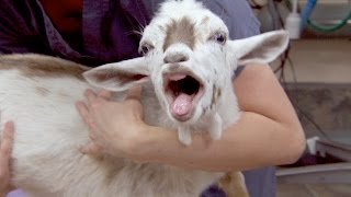 This Is What a Goat Sounds Like After Being Castrated