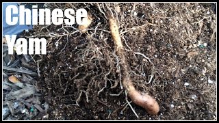 Chinese Yam (Dioscorea polystachya) Harvest - Ninja Gardening - Episode 84