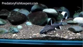 RARE Synodontis granulosus and other Lake Tanganyika Catfishes