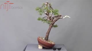 Pinus sylvestris 1