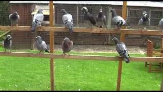 Tumley Lofts Pigeon Breeding and Racing Stud tour pt 2