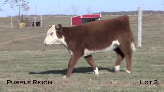 Purple Reign Lot 3