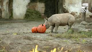 Baby Black Rhino Calf Ajani Joe Experiences His First Pumpkin - Cincinnati Zoo