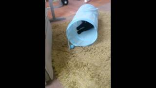 Bouncer playing
