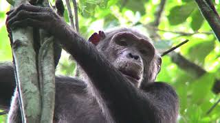 B-Roll: Gorilla and Chimpanzee Study Finds More Great Apes Than Previously Thought | WCS