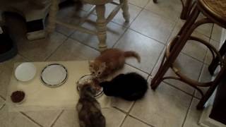 Lunch time for the kittens