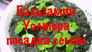 Бальзамин Уоллера.Секреты успешного выращивания.1 посев.