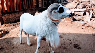 Domba Petarung Adu Garut - Rams Wild Indonesia