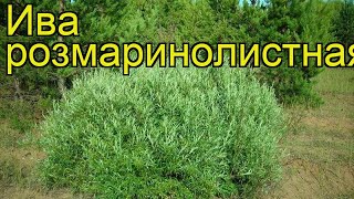 Ива розмаринолистная. Краткий обзор, описание характеристик, где купить саженцы salix rosmarinifolia