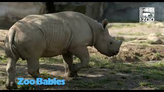 Zoo Babies 2022 - Cincinnati Zoo