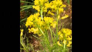 КАПУСТА  (BRASSICA)  сем. Крестоцветные