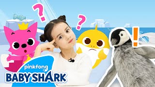 Let's Go to the South Pole with Baby Shark! | Baby Shark Toy Show | Toy Review 