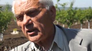 MOLDOVA+ Nucile din Olișcani, solicitate în Franța