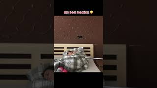 Tarantula Prank