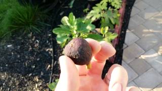 Melanzana Main Crop Fig