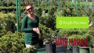 Випуск 124. Барбарис середній Parkjuweel