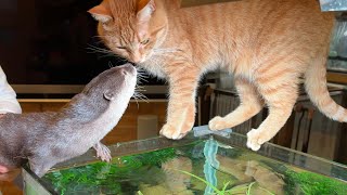 仲良く水槽の水を飲みにきたカワウソと猫 An otter and a cat come to drink water from an aquarium.
