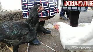 МАНГИТ ТОВУК БОЗОР. MANG'IT TOVUQ BOZOR. 17-01-2019