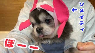 チワワの仲間と遊んで安定のオコ。だけど新子分誕生？！【犬】