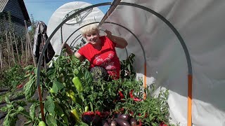 ПАРНИК "АГРОЩИТ" - НАЧИНАЮ СВОИ ИСПЫТАНИЯ. 