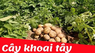 Dạy bé nhận biết rau -củ- quả tiếng việt | cây khoai tây | Dạy trẻ thông minh sớm