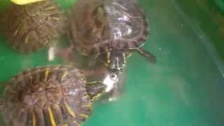 Tartarughe d'acqua dolce, (Trachemys Scripta Scripta) pranzo - HD