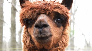 Lonely alpaca had no friends. Then he met the goat of his dreams.