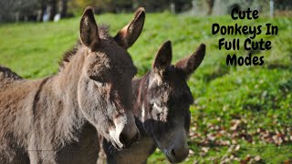 super murrah donkey meeting first time