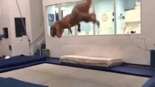 Динозавр T Rex Прыгает на батуте