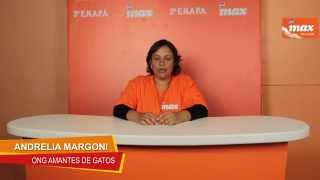 Max em Ação: Conheça a ONG Amantes de Gatos de Piracicaba
