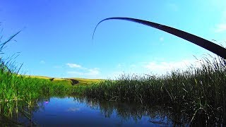Проверил старое место. Ловля на поплавок в камышах. Рыбалка 2019.